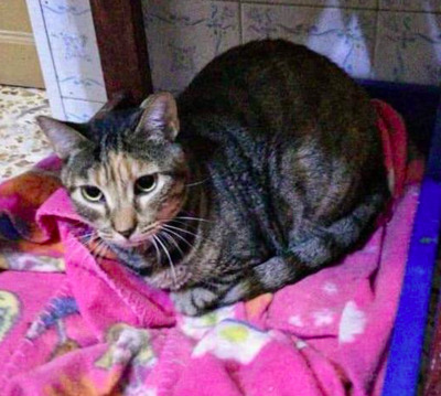 lieb und schüchtern : Luna bei Muc (ALM) - Katze