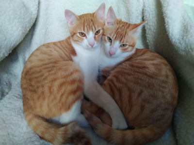 liebenswerter Aquilis & Felix (ALO) - Kater