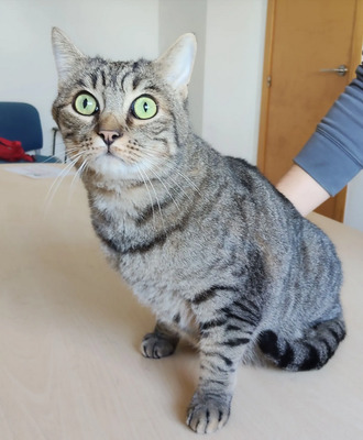 liebenswerter Basti auf der Suche nach seinem Glück, EKH - Kater