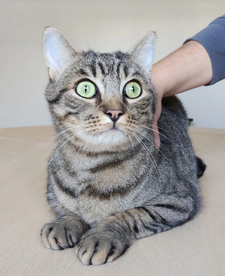 liebenswerter Basti auf der Suche nach seinem Glück, EKH - Kater