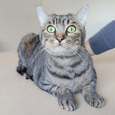 liebenswerter Basti auf der Suche nach seinem Glück, EKH - Kater