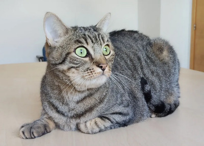 liebenswerter Basti auf der Suche nach seinem Glück, EKH - Kater