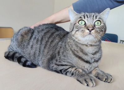 liebenswerter Basti auf der Suche nach seinem Glück, EKH - Kater