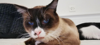 lieber Sito (ALO) - Kater