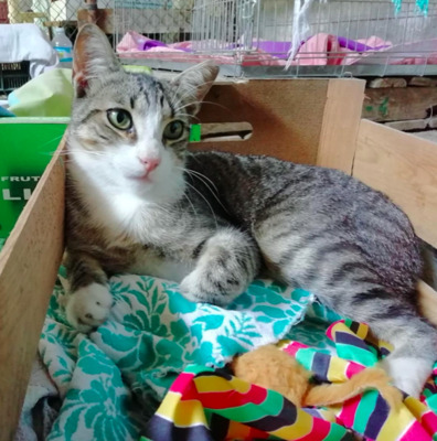 lieber sozialer Grey (ALM) - Kater