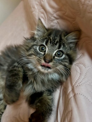 „lola, Wildkatze Mischling vom Bauernhof Jungtier - Katze