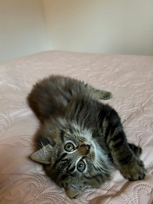 „lola, Wildkatze Mischling vom Bauernhof Jungtier - Katze