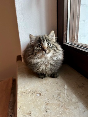 „lola, Wildkatze Mischling vom Bauernhof Jungtier - Katze