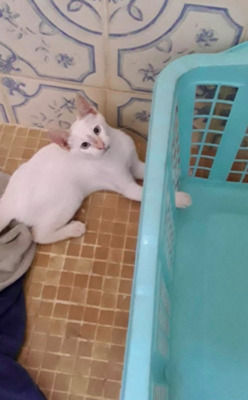 lustiger Trigo (ALO) - Kater