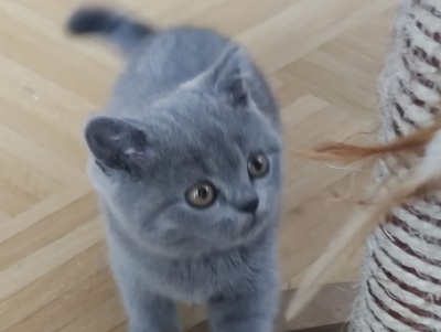 mia, Britisch Kurzhaarkatze - Katze