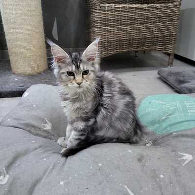 mimi, (Mutter) Maine-Coon und Jungtier - Kater