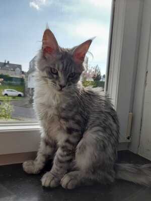mimi, (Mutter) Maine-Coon und Jungtier - Kater