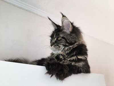 mimi, (Mutter) Maine-Coon und Jungtier - Kater