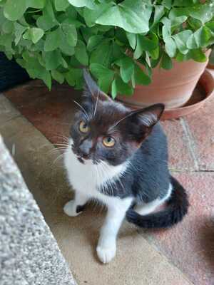 namenloser Kater, Bauernhofkatze Jungtier - Kater