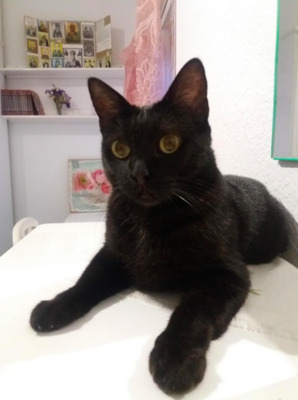 niedliche Kateryna (ALO) - Katze