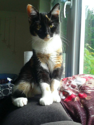 nur für Katzenkenner : Sunny in FFM - Katze