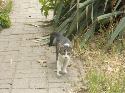 ohne, Hauskatze Jungtier - Katze