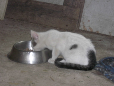 ohne, Hauskatze Jungtier - Katze