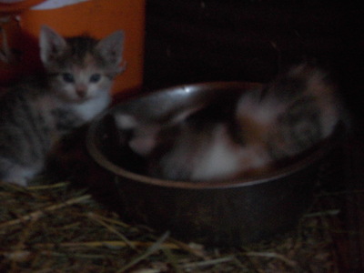 ohne, Hauskatze Jungtier - Katze