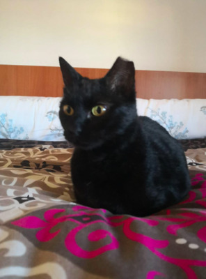 reserviert: Amira (ALO) - Katze