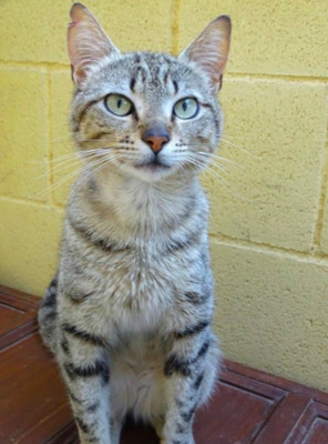 *reserviert* Einzelprinz Donald (ALO) - Kater