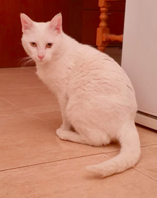 reserviert Markus (ALM) - Kater