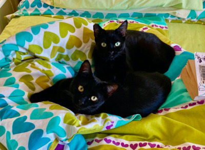 reserviert Partyspass Korky+Kitty ALM - Katze