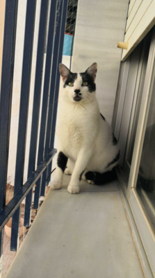 reserviert THEO (ALO) - Kater