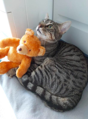 reserviert Timo & Romeo bei MUC (ALM) - Kater