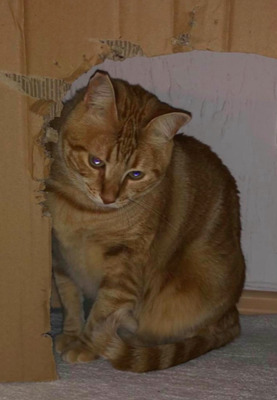 rotes Traumduo Orange&Golden (ALO) Reserviert - Kater