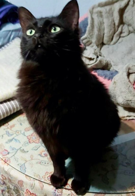 schöner und lieber Alain in Weil ( ALM ) - Kater