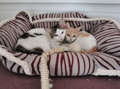 schüchterne Katzenkinder Baltasar & Gaspar - Kater