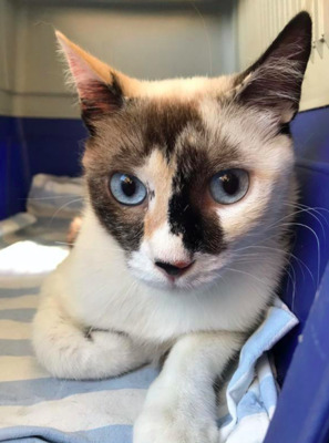 schüchterne, schöne Algodon (ALM) - Katze