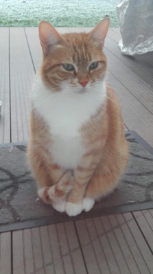 schüchterner Siro bei Nürnberg - Kater