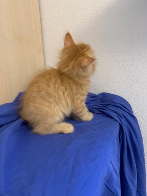 sibirische Waldkatze Jungtier - Kater