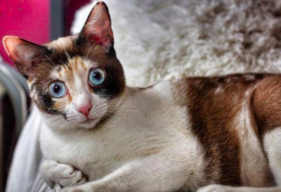 so süß : Ebony & Ivory bei München (ALM) - Katze