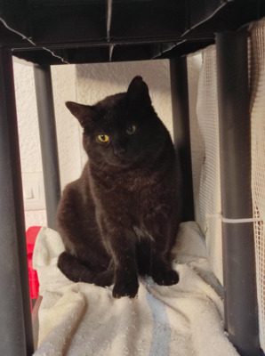 sucht sein Glück SANCHO (ALO) - Kater