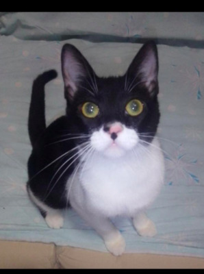 süße Onigri (ALO) - Katze