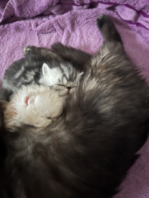 süße Perserbabys suchen ein neues Zuhause !, Persakatze und Kurzhaarkatze Jungtier - Kater