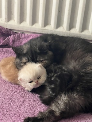 süße Perserbabys suchen ein neues Zuhause !, Persakatze und Kurzhaarkatze Jungtier - Kater