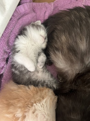 süße Perserbabys suchen ein neues Zuhause !, Persakatze und Kurzhaarkatze Jungtier - Kater
