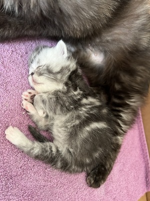süße Perserbabys suchen ein neues Zuhause !, Persakatze und Kurzhaarkatze Jungtier - Kater