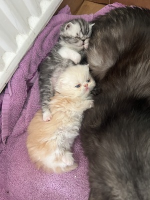süße Perserbabys suchen ein neues Zuhause !, Persakatze und Kurzhaarkatze Jungtier - Kater