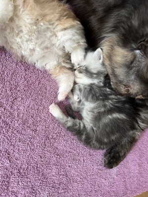 süße Perserbabys suchen ein neues Zuhause !, Persakatze und Kurzhaarkatze Jungtier - Kater
