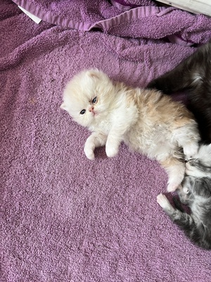 süße Perserbabys suchen ein neues Zuhause !, Persakatze und Kurzhaarkatze Jungtier - Kater