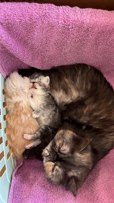 süße Perserbabys suchen ein neues Zuhause !, Persakatze und Kurzhaarkatze Jungtier - Kater