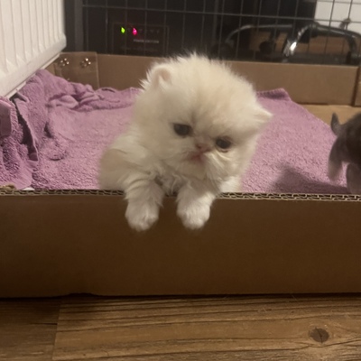 süße Perserbabys suchen ein neues Zuhause !, Persakatze und Kurzhaarkatze Jungtier - Kater