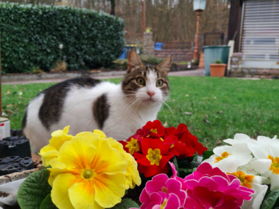 süßer Allrounder Tom - Kater