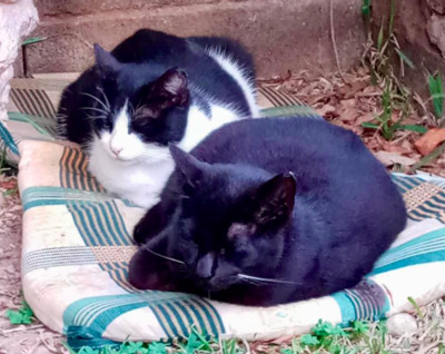 süßes Duo Oreo u. Tormenta in Weil (ALM) - Katze