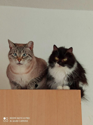 süßes Paar Ariel u.Sigfrido (ALM) bei MUC - Kater